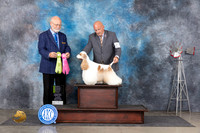 Cocker Spaniel Party #5 Thurs OHRBISSOHG3 Judge Gary Andersen