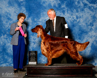 Irish Setter #5 Sat OH G1 Dill Bruce Judge Patricia Trotter