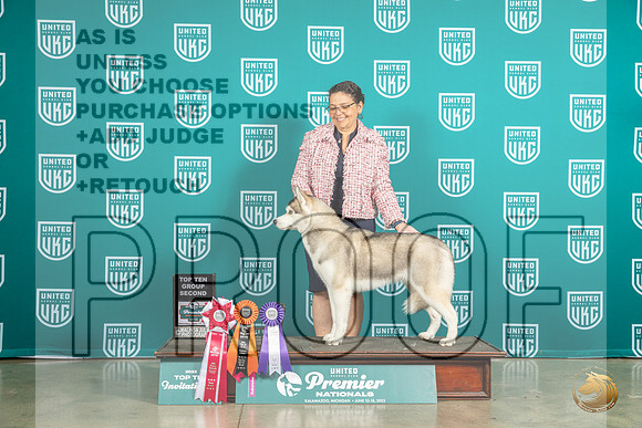 Siberian Husky #1227 Thur T10BOBG2 Judge Renee StrongMJP_6149_Premier2023_HR3