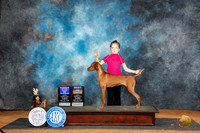 Vizsla #16 Su BOBBOW Judge Karen Hynek