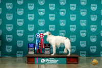 Silken Windhound #1220 Sun AG1