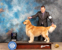 Golden Retriever #9 Fri WDCh Judge Peggy McIllwaine r