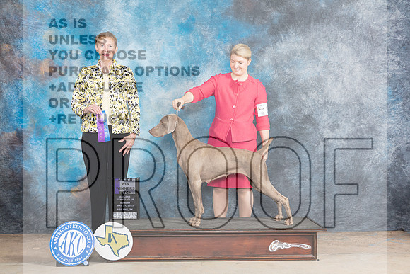 Weimaraner #16 Sun WBM Judge Edweena (Teddy) McDowell-MJP_1267e_Abilene 2023-HR3