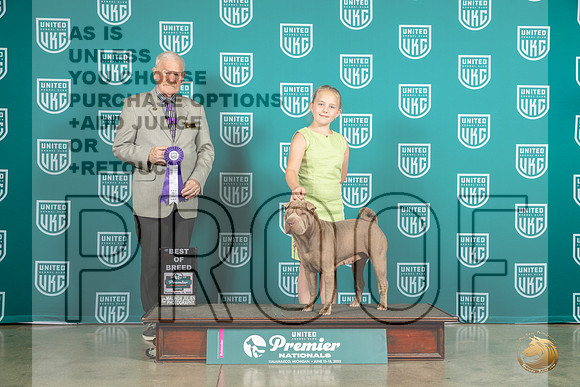 Chinese Shar Pei #425 Sun BOB Judge David KittredgeMJP_6356_Premier2023_HR3
