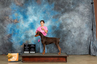 Doberman Pinscher #140 Fri BOBCH Judge Chandra Martin