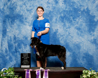 Australian Shephrd #250 Sun Alt RBIS Heidi Mobley Judge Anna Baughn