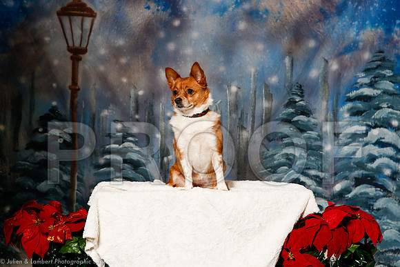 _ST_1250-2-PetsWestDec2015-HR3