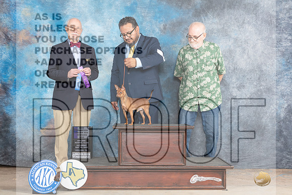 Russian Toy #7 SAT WD MCH Judge Ronald V Horn -MJP_0943e_Abilene2023-HR3