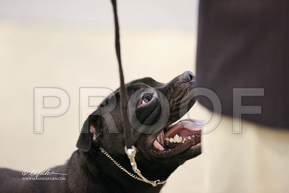 staffy-0030-HR