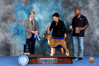 Boxer #26 WED WB BW M Judge Douglas Johnson