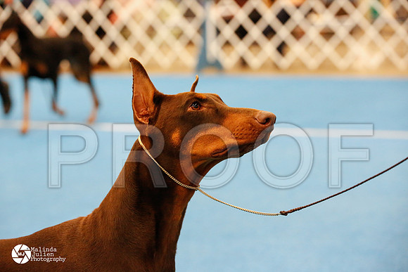 dobe-0090-FWMar14-HR