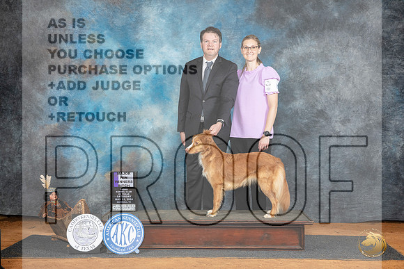Nova Scotia Duck Tolling Retriever #6 Sat WBM Judge Karen Hynek__JP_7685_MARSHALL_2024_HR3