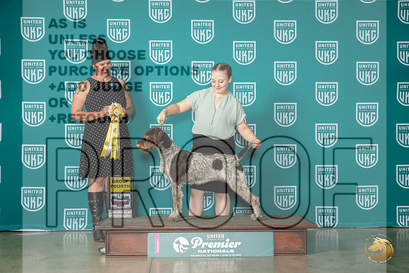 German Wirehaired Pointer #910 Sat G4 Judge Donna BeadleMJP_5236_Premier2023_HR3