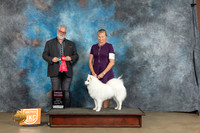 American Eskimo #13 Sun G2 Judge Matthew Proctor