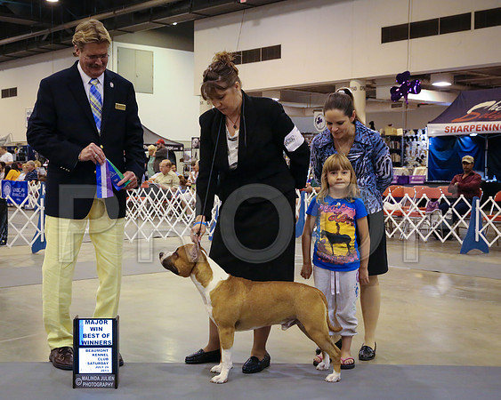 AmStaff-4968-HstnJ13HR
