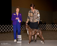 Boxer #9 Sun WD Duckett Amanda Dawn Judge Patricia Trotter