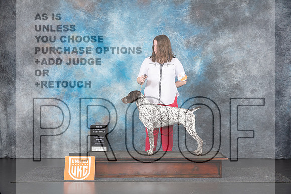 German Shorthaired Pointer #230 Sun CHBM Judge Sandra Phillips__JP_1412_UKCLNGVIEWOCT2024_2024_HR3