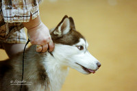 Alaska Malamute Sat Puppy Match Ring