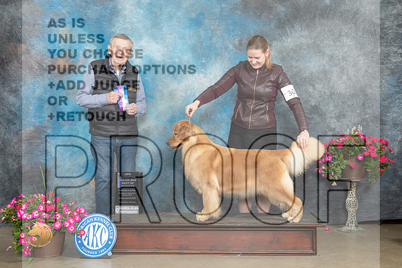 Golden Retriever #30 Sun BOWMCH Judge Terry Stacy_MJ_7327_ARK2023_HR3
