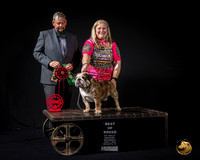 English Bulldog #119 BOB Judge Perez