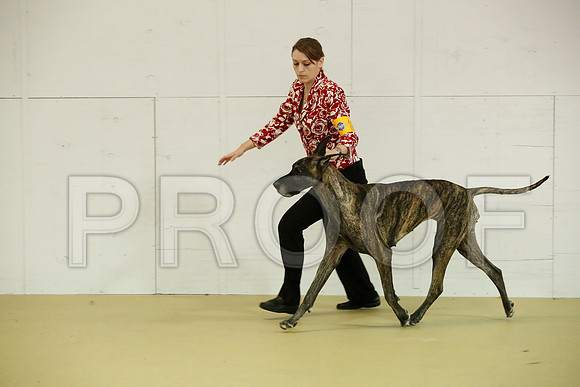 Dane-7499