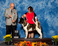 Akitas #6 Sun BOB Bennett Mike Donna Judge Mr Gary L Andersen