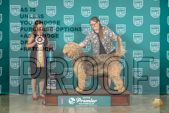 Otterhound #1299 Sun ARBIS Judge Tricia TillMJP_6534_Premier2023_HR3
