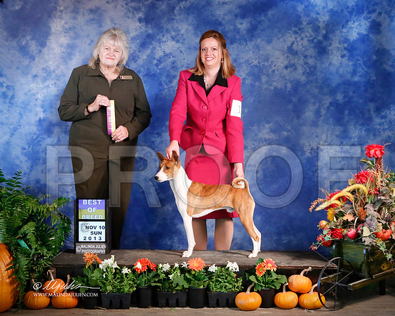Basenji-5219-HstnNov13-HR