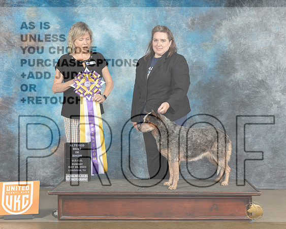 Australian Cattle Dog #100 ABIS Judge Lynn Martin-MJP_2794e_UKCLNGVWMAY 2023-HR3