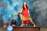 Boxer #8 Fri BOW Judge Jacqueline L Stacy