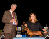 Dachshund #10 Sat BOB NC Starnes Barbara Judge Jon Cole