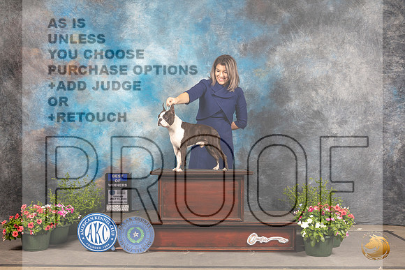 Boston Terrier #11 Sun BOW Judge Debra Thornton_MJ_0818_SA_2022_HR3