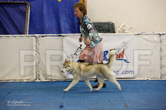 _M3_8925-AddisonHuskyMar2015-HR3