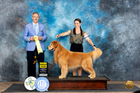 Golden Retriever #9 Fri G3 Judge Rick Gschwender