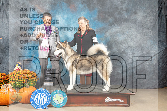Alaskan Malamute #6 Sun OHG1 Judge Lloyd Graser_MJ_6829_Belton_2022_HR3