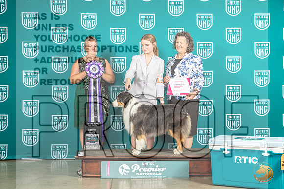 Australian Shepherd #163 Sat TDABIS Judge Renee StrongMJP_5670_Premier2023_HR3