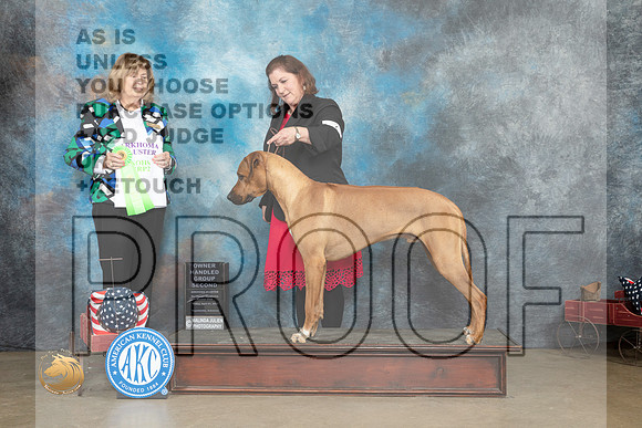 Rhodesian Ridgeback #9 Fri OHG2 Judge Linn Klingel Brown_MJ_6227_ARK2023_HR3