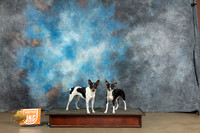 Rat Terrier #208 #287