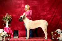 Mastiff Sun S1 G3 Jennifer Landen