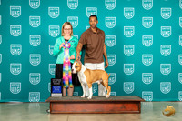 American Pit Bull Terrier #112 Wed Vet Judge Felicity Trammell
