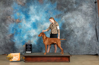 Vizsla #363 Sat ARBIS Judge Lynn Martin Amy Turner