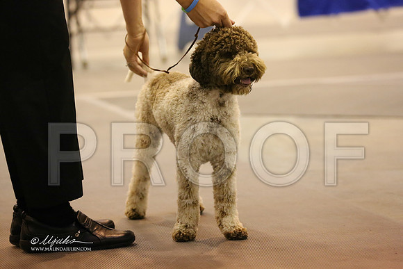 lagotto-5390-HR