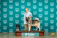 Norwegian Elkhound #225 Fri BM Judge Tracy Kallas