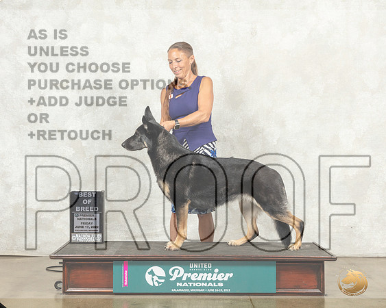 German Shepherd Dog #1353 Sun COC__MJ_9622_Premier_2022_HR3