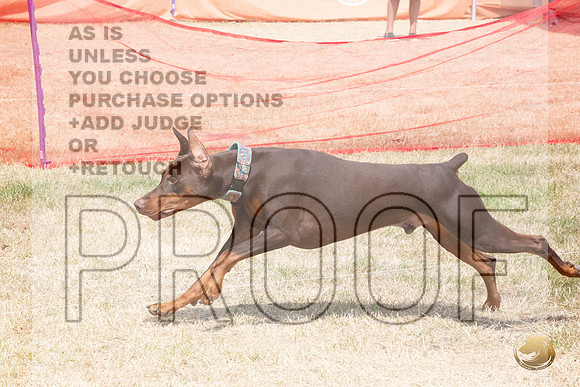 Doberman Pinscher Percision Coursing Sat Longview WA 2024_JJL_3696_Longview WA_2024_HR3