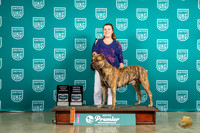 Presa Canario #645 Sun RGCH Judge Pat O'Donnell no judge