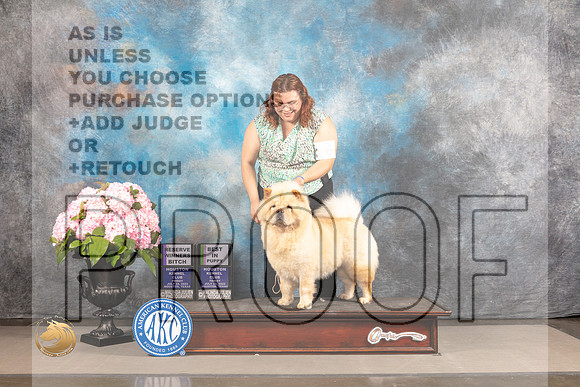 Chow Chow #6 FRI BOBP RW Judge Jeffery Bazell_MJ_5428_Houston_2022_HR3