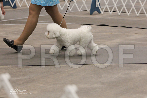 Bichon-0772LR
