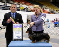 Dachshund Longhaired #14 Sun BOB Janet Mauldin & MIranda Missildine Judge Dana Cline HR Abilene May 2013