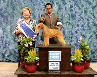 Lakeland Terrier #5 Sun G1 Beth Dowd C Ruggles Terrydale Kennels Agent Scott Sommer Judge Judy Webb HR ABilene May 2013